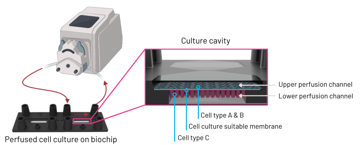 Blog image - 1400 x 600 Perfusion set-up of an intestine-on-chip model, showing a peristaltic pump connected via tubing to a biochip on the left-hand side. On the right side a zoomed view of the culture cavity is visible.