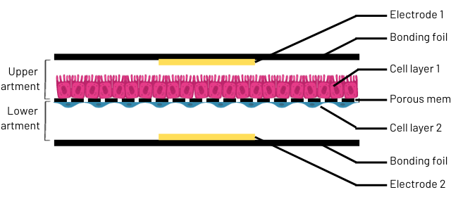 D42 TEER chip Schematic of a culture chamber of a biochip with TEER electrodes.